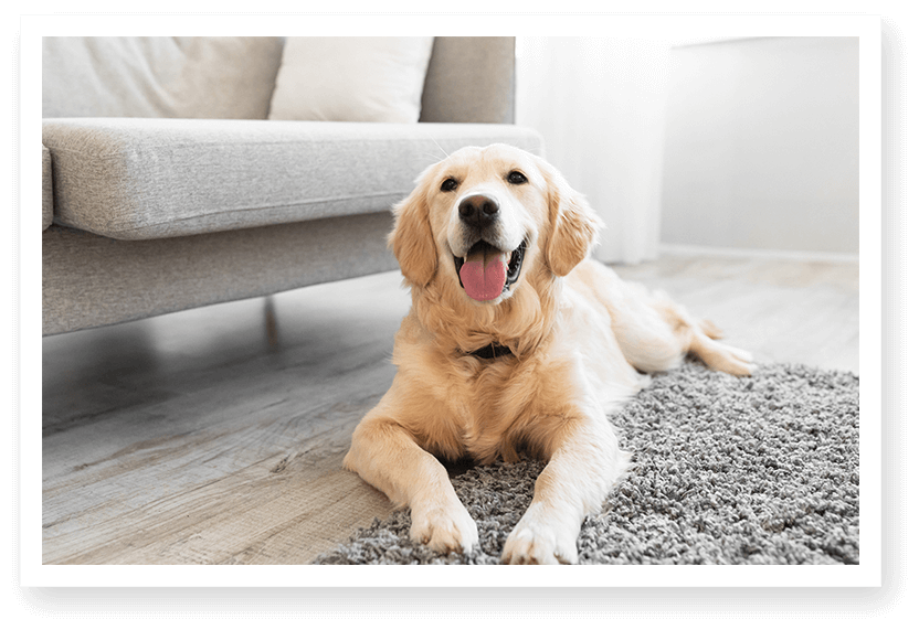 rug cleaning vaughan