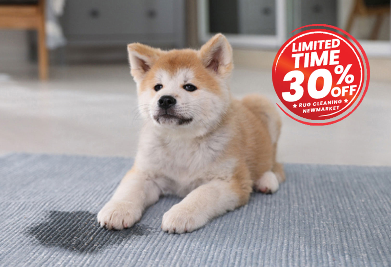 pet friendly rug cleaning