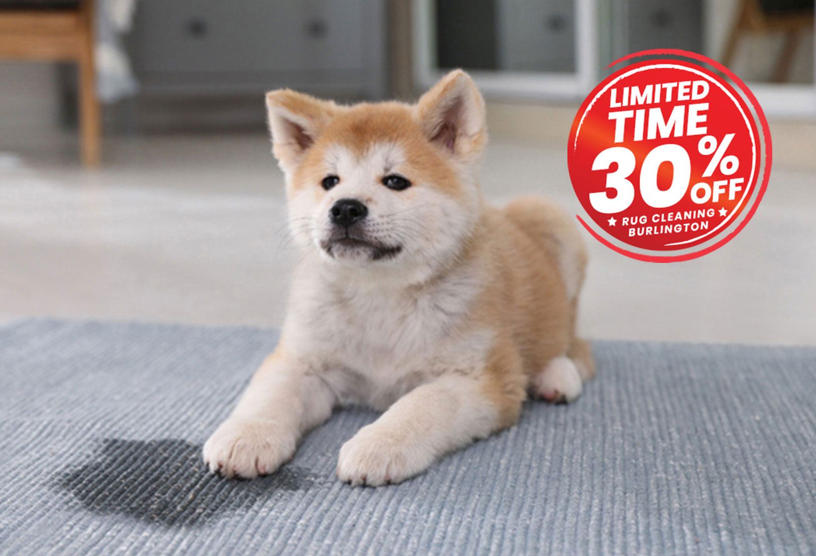 pet friendly rug cleaning burlington