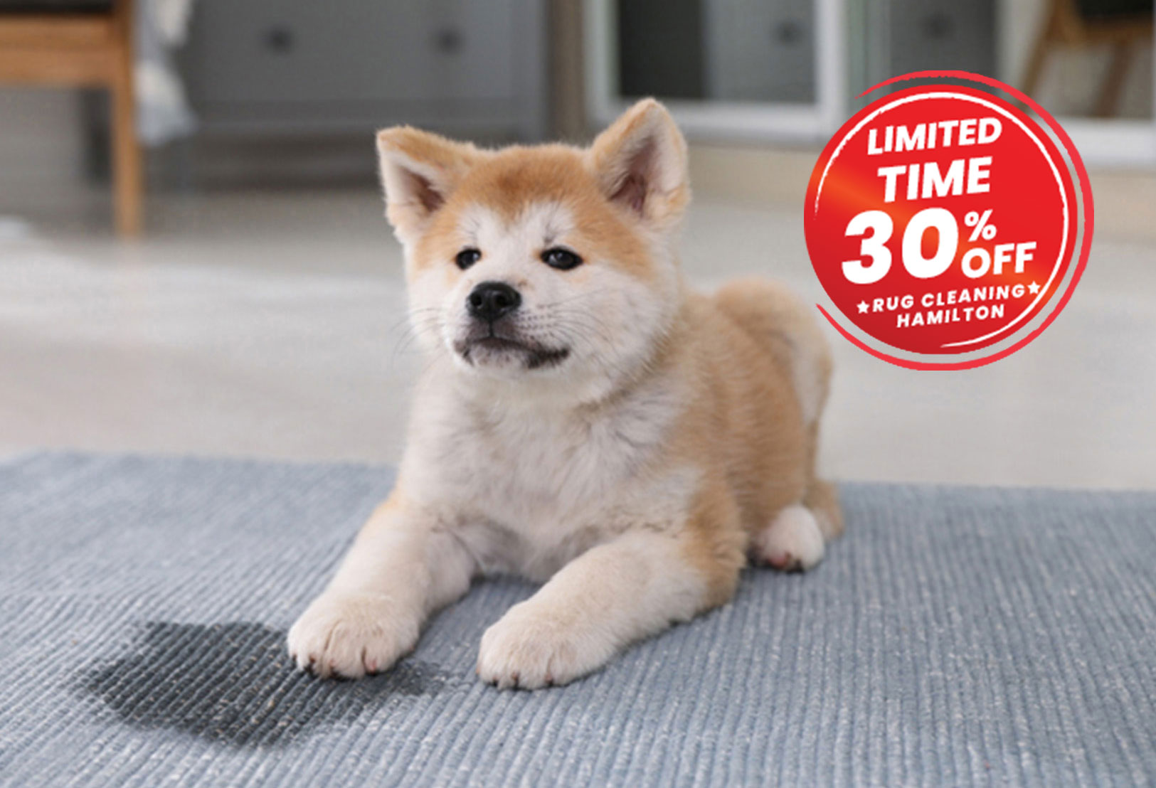 pet friendly rug hamilton cleaning