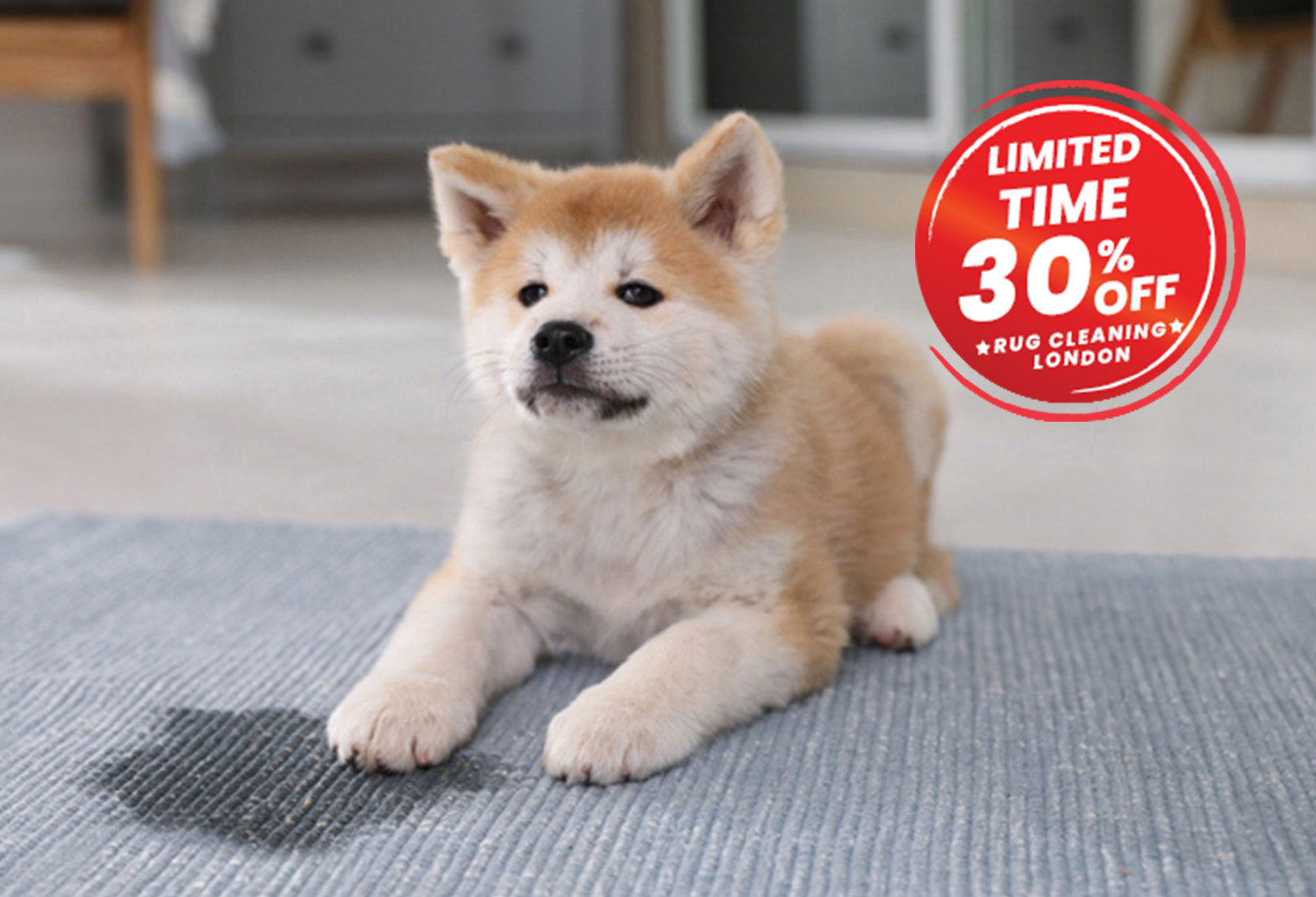 pet friendly rug london cleaning m